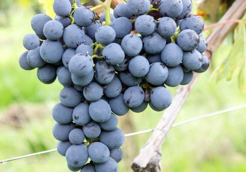 Sangiovese