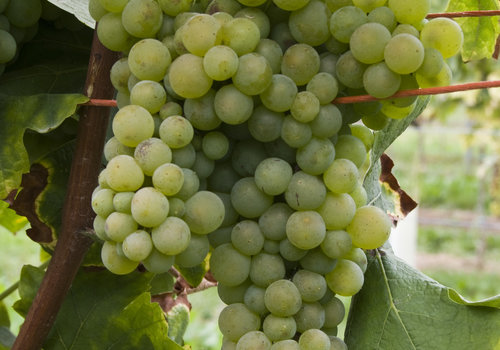 Verdicchio