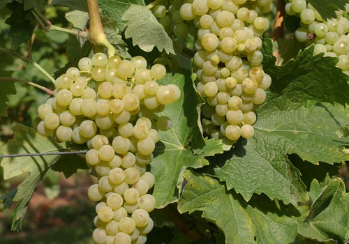 Trebbiano