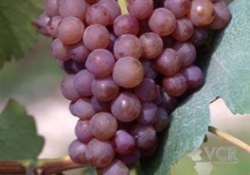 Gewürztraminer