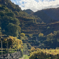 2 Nebbiolo's van wijngaarden uit een andere eeuw