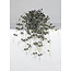 Vp Deco Kunstplant Ceropegia hanger
