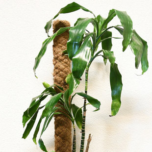 Kokos plantstok 110 cm ø 7 cm - stoklengte 115 cm