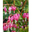 Landscape Dicentra Spectabilis