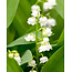 Landscape Convallaria Majalis