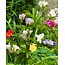 Landscape Freesia Dubbel Mix