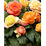 Landscape Begonia Pastel Compacta Mix