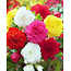 Landscape Begonia Fimbriata Mix