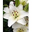 Landscape Pot Lilium Happy Snow