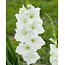 Landscape Gladiolus White Prosperity