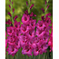 Landscape Gladiolus Sugar Plum