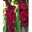 Landscape Gladiolus Espresso