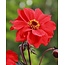 Landscape Classic Dahlia Bishop Of Llandaff