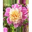 Landscape Anemone Dahlia Take Off