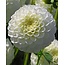Landscape Pompondahlia White Aster