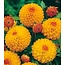 Landscape Pompondahlia Souvenir D'Ete
