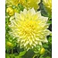 Landscape Dinnerplate Dahlia Kelvin Floodlight