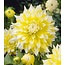 Landscape Dinnerplate Dahlia Grand Prix
