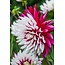 Landscape Cactus Dahlia Rebecca'S World