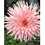 Landscape Cactusdahlia Preference