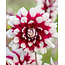 Landscape Decorative Dahlia Duet