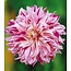 Landscape Dinnerplate Dahlia Bristol Stripe