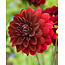 Landscape Decorative Dahlia Arabian Night