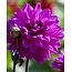 Landscape Decorative Dahlia Marcel Dassault