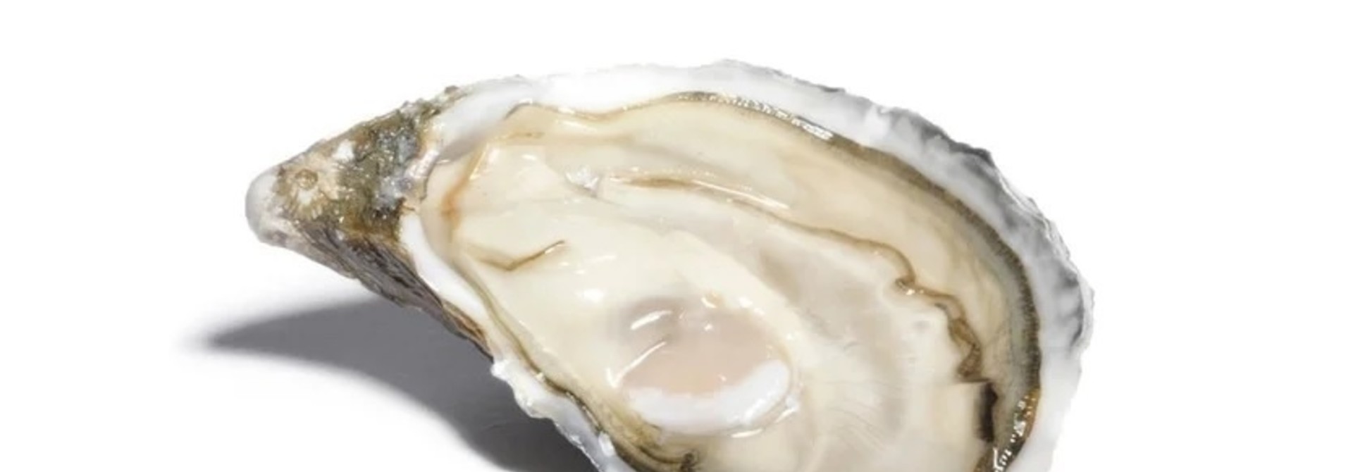 Oesters 12 st.
