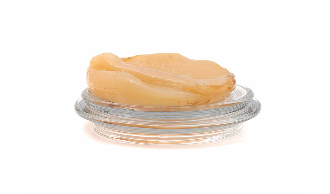 Kombuchazwam "Scoby"