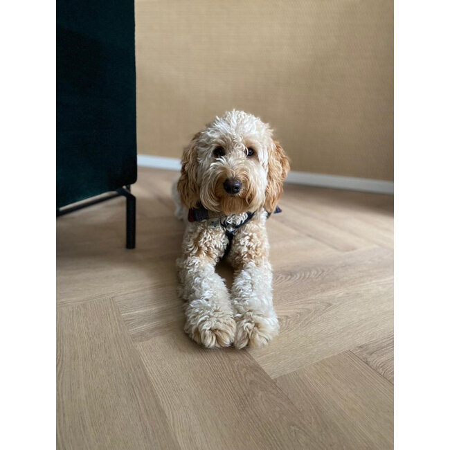 Belakos Palazzo visgraat XL 72 Klik PVC