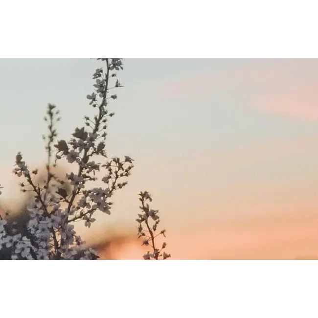 Yarenza. Armonia Large Sorento 8mm Extra Breed Laminaat