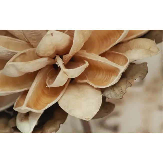 Yarenza. Yoga Nidra Ultra Mat Waterbestendig 8.0mm Laminaat