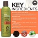 Peter Lamas Hair Solutions | Hair Growth Energizing Shampoo Peter Lamas Hair Solutions | Hair Growth Energizing Shampoo