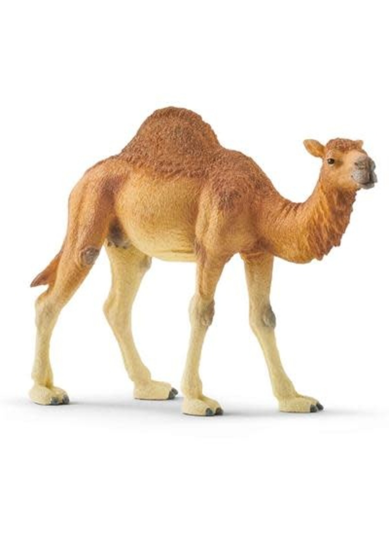 Schleich SCHLEICH 14832 DROMEDARIS