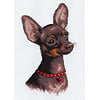 Panna Chihuahua