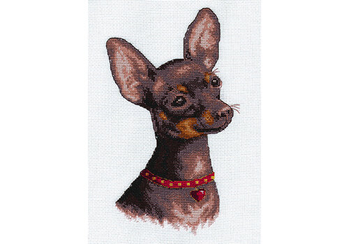 Panna Chihuahua