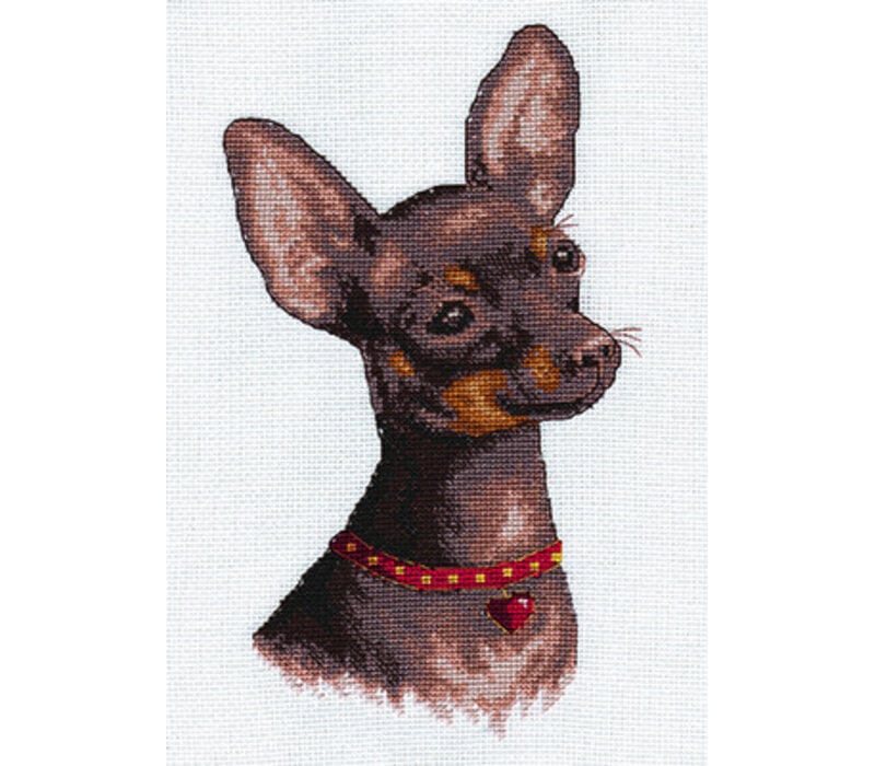Chihuahua