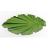 APS Melamin Schale Leaf Green | 52x25cm