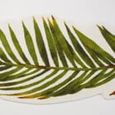 Abyss & Habidecor Palm Badmat  80X160 165 Apple Green