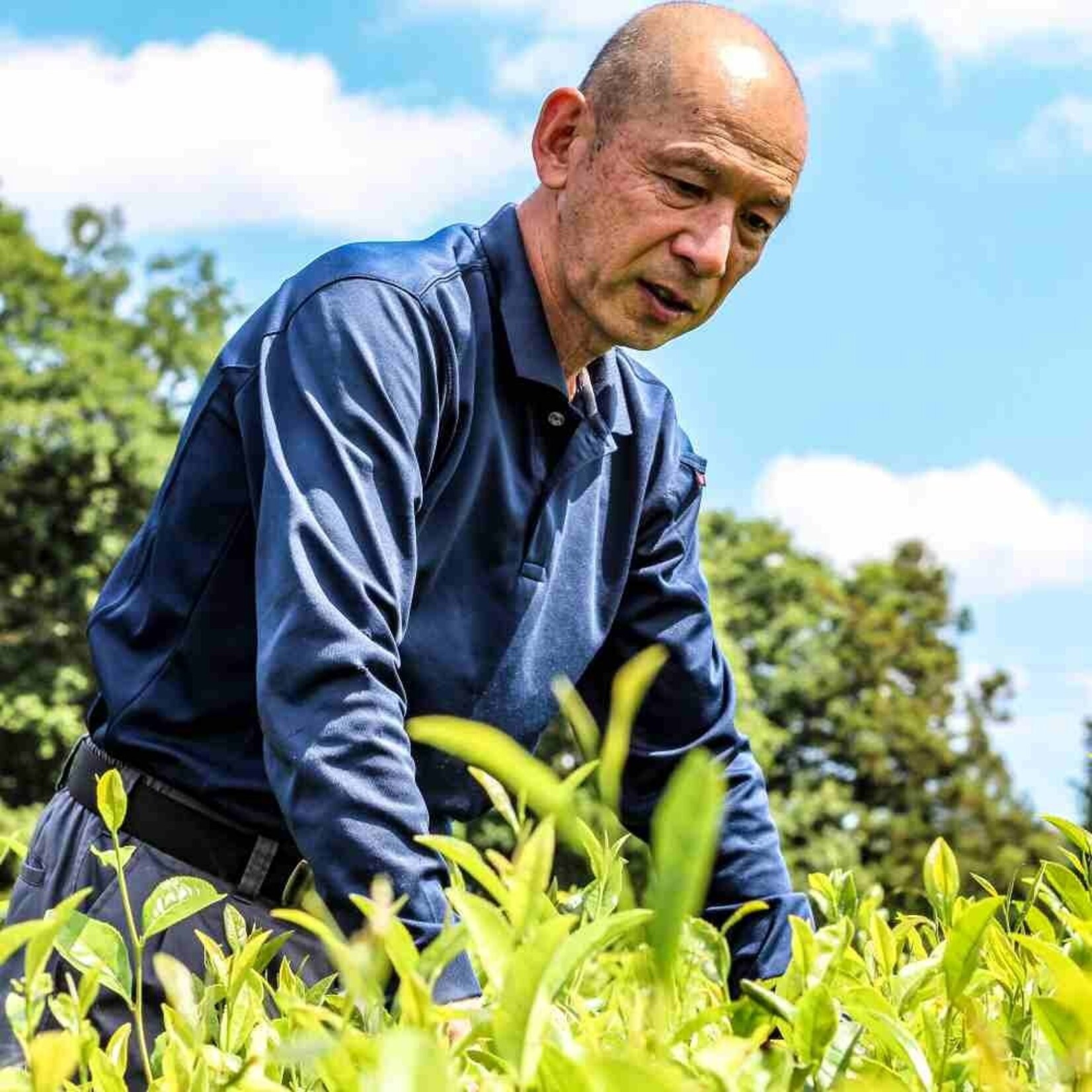 Matcha Hasegawa