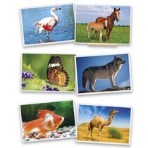 Koffer dieren