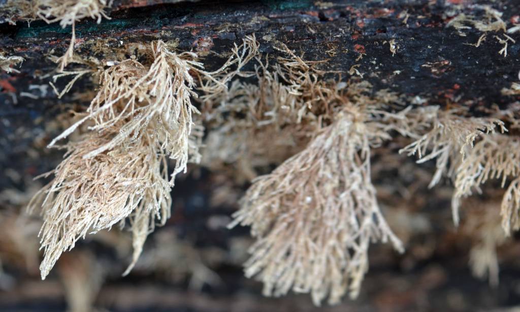 Controle op verkeerde antifouling