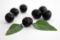 Dr. Bassleer Biofish Food Acai