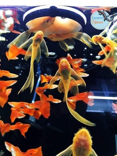 Ziss Aqua SF-1 Sieve - Artemia voerzeef