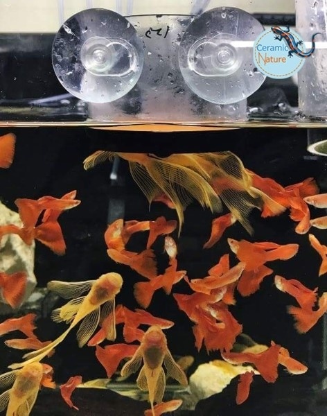 Ziss Aqua SF-1 Sieve - Artemia voerzeef