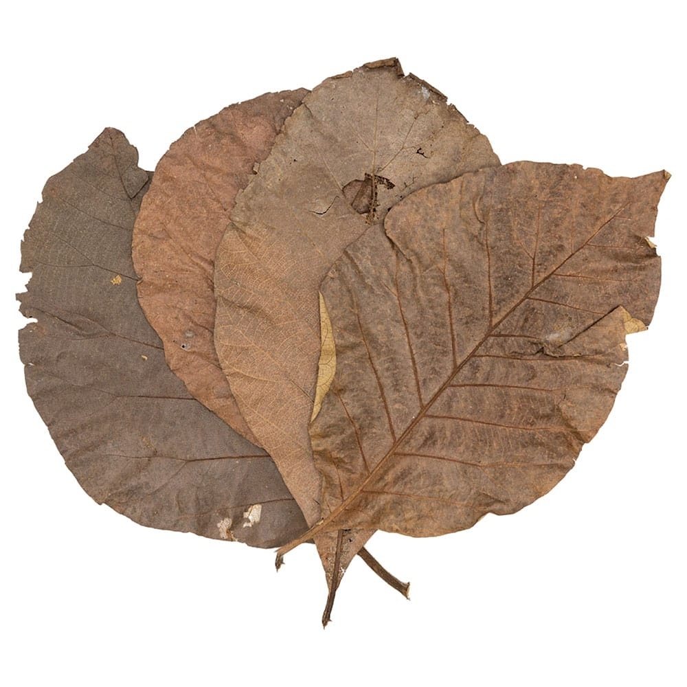 Teak bladeren (10 stuks)