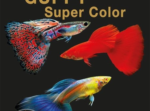 Discusfood Discusfood Guppy Super Color Soft (80 gram)
