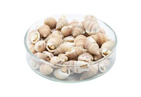 Gevriesdroogde zeeslakken