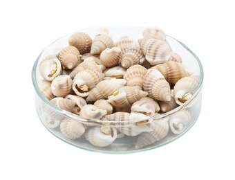 Gevriesdroogde zeeslakken